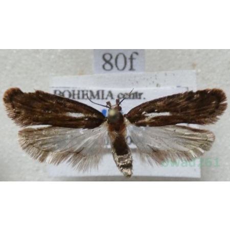 Depressaria albipunctella (Denis & Schiffermüller, 1775) Czech80f